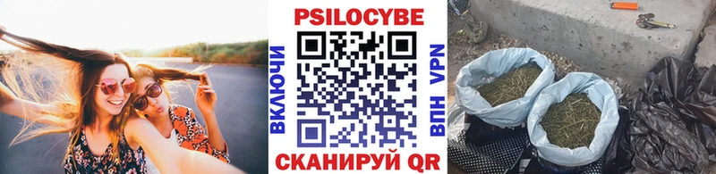 Галлюциногенные грибы Psilocybe  Новая Ладога 
